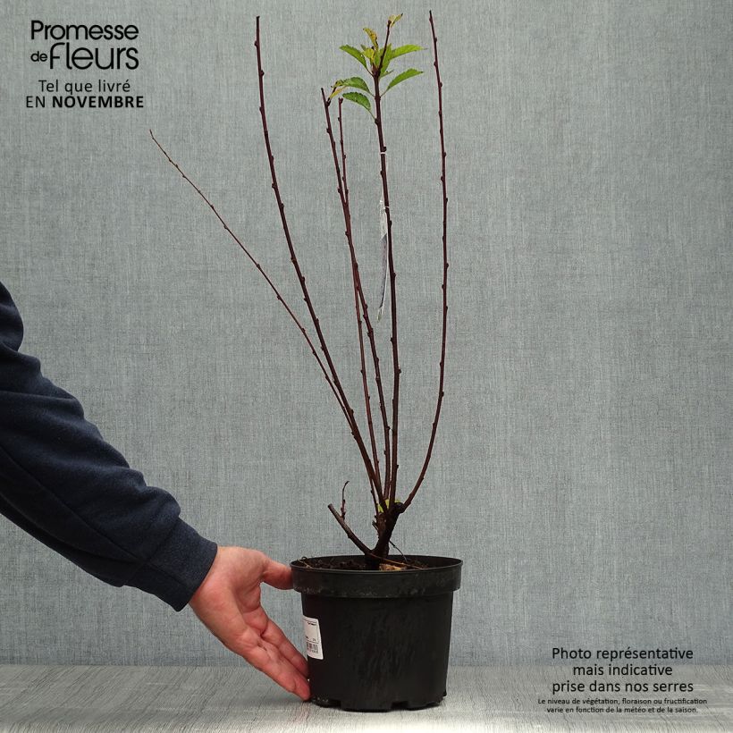 Example of Mandelbäumchen - Prunus triloba Topf mit 2L/3L as you get in automne