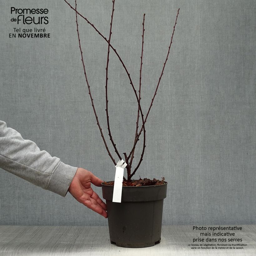 Example of Mandelbäumchen - Prunus triloba Topf mit 4L/5L as you get in automne