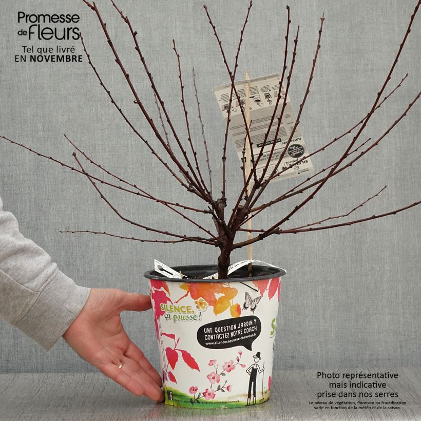 Example of Mandelbäumchen Multiplex - Prunus triloba Topf mit 4L/5L as you get in automne