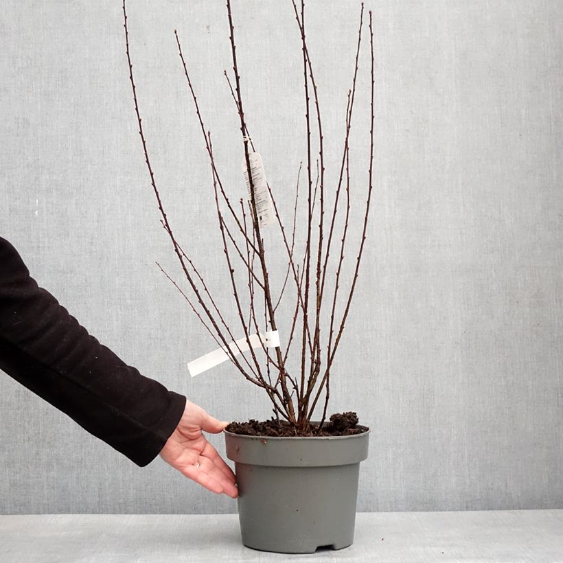 Example of Mandelbäumchen Rosenmund - Prunus triloba Topf mit 4L/5L as you get in hiver