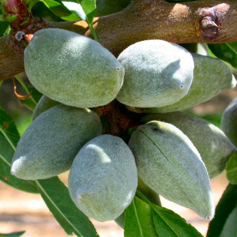 Mandelbaum All In One - Prunus dulcis (Harvest)