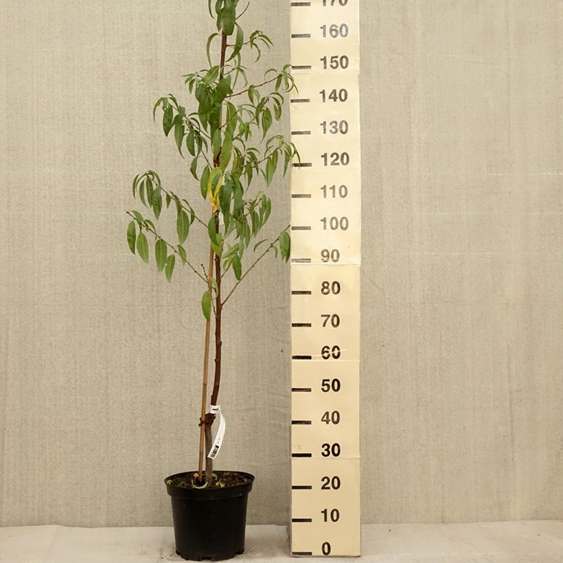 Example of Mandelbaum - Prunus dulcis Topf mit 4L/5L, Strauch as you get in automne