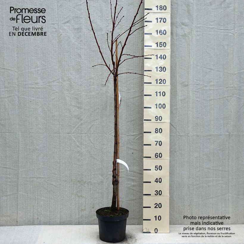 Exemplar von Mandelbaum - Prunus dulcis Topf mit 7,5L/10L, Halbstamm wie im Winter geliefert