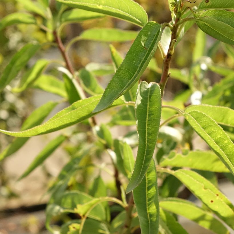 Mandelbaum - Prunus dulcis (Foliage)
