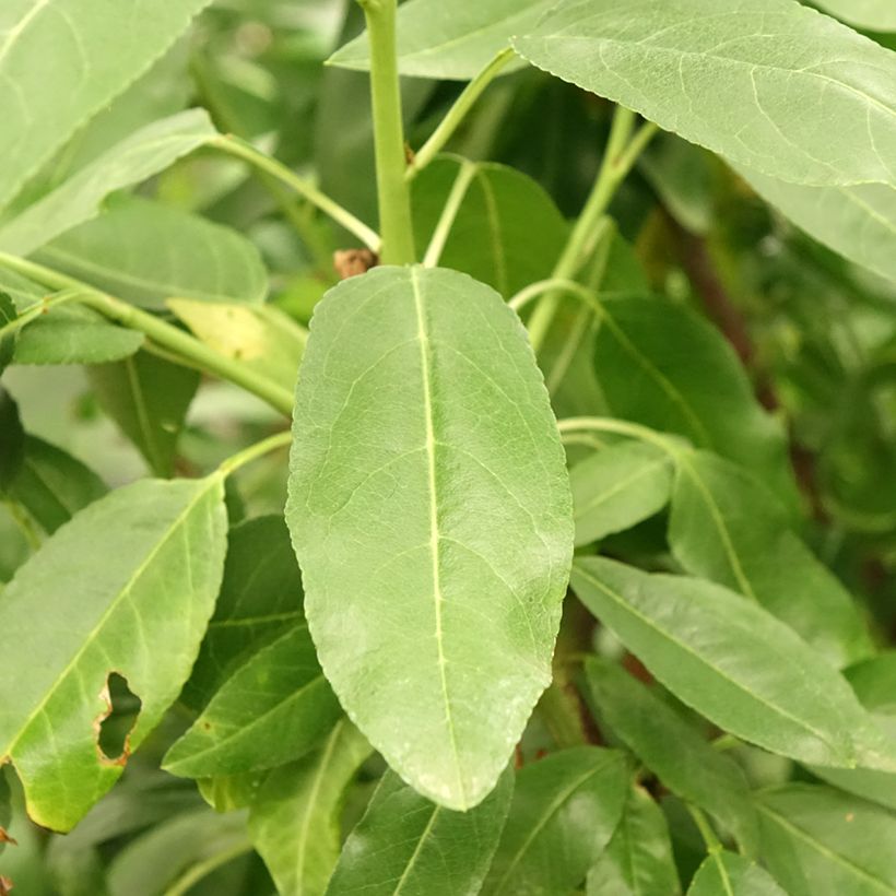 Mandelbaum Desmayo Largueta - Prunus dulcis (Foliage)