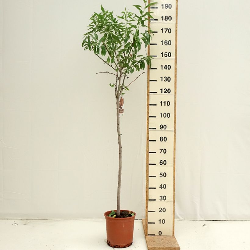 Example of Mandelbaum Desmayo Largueta - Prunus dulcis Topf mit 7,5L/10L, Halbstamm as you get in ete