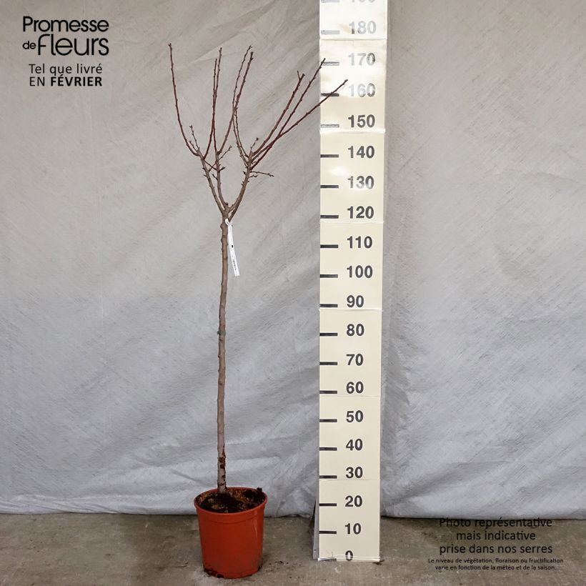 Exemplar von Mandelbaum Ferragnes - Prunus dulcis Topf mit 7,5L/10L, Gobelet-Form wie im Winter geliefert