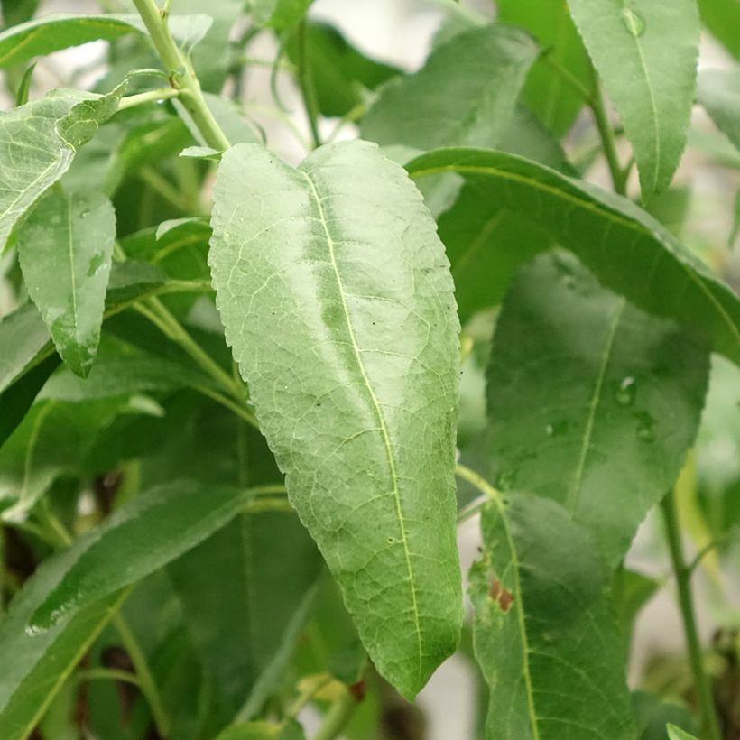 Mandelbaum Marcona - Prunus dulcis (Foliage)