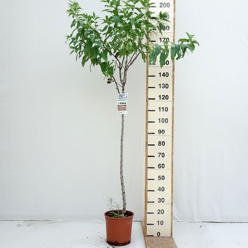 Example of Mandelbaum Marcona - Prunus dulcis Topf mit 7,5L/10L, Halbstamm as you get in ete