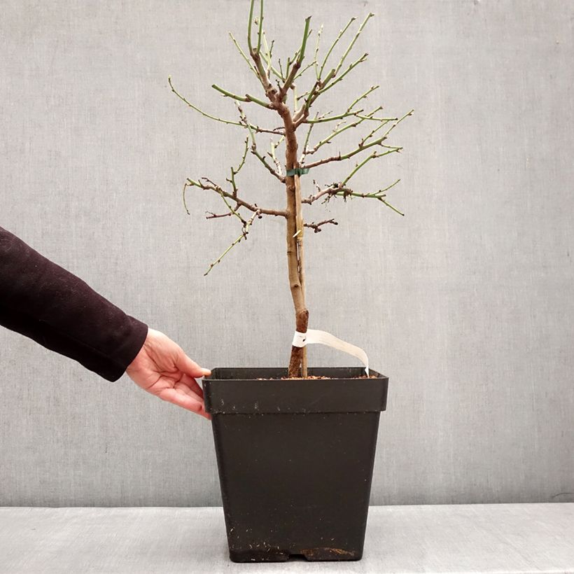 Exemplar von Mandelbaum Fruit me Almond me - Prunus dulcis Topf mit 12L/15L, Zwergform wie im Winter geliefert