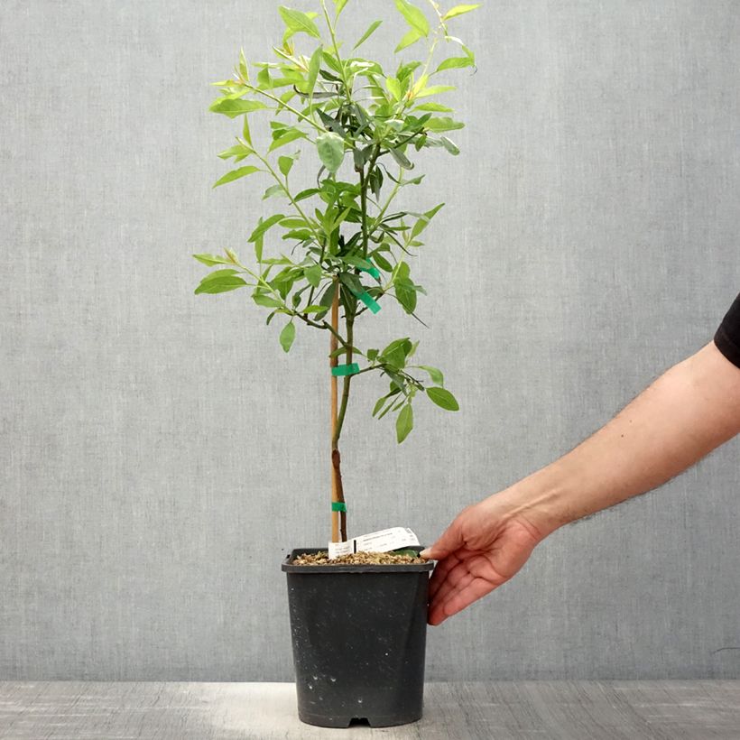 Exemplar von Mandelbaum Fruit me Almond me - Prunus dulcis Topf mit 4L/5L, Zwergform wie im Frühjahr geliefert