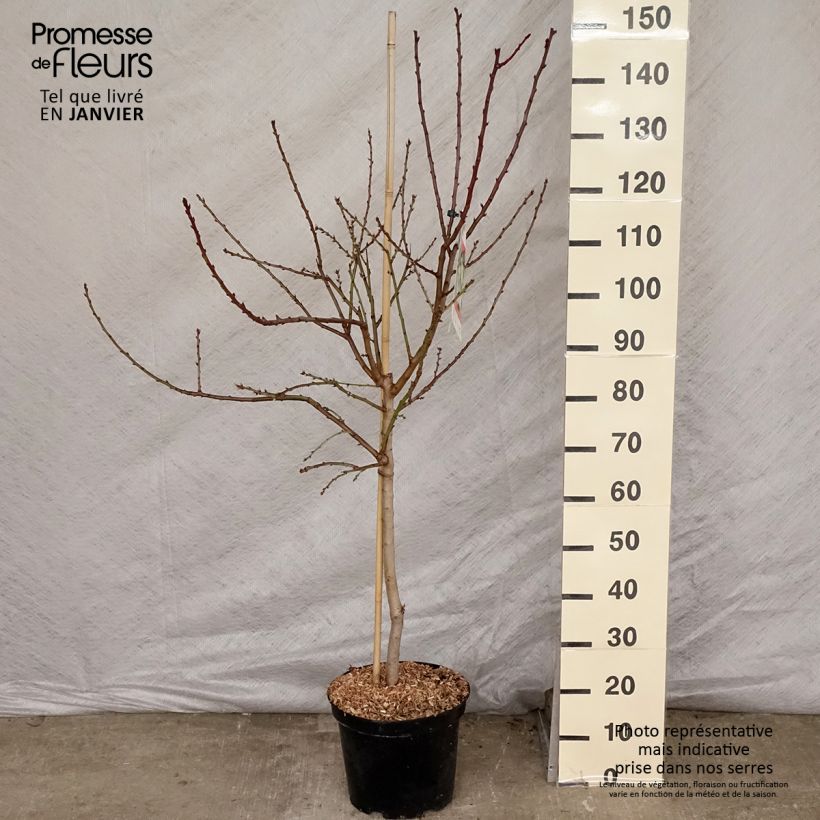 Exemplar von Mandelbaum Princesse - Prunus dulcis Topf mit 7,5L/10L, Gobelet-Form wie im Winter geliefert