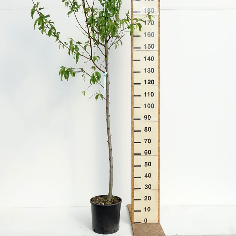Exemplar von Mandelbaum Supernova - Prunus dulcis Topf mit 12L/15L, Halbstamm wie im Frühjahr geliefert