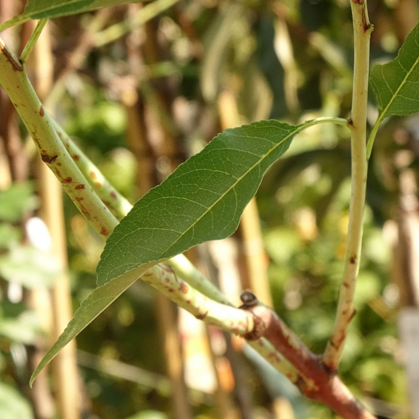 Mandelbaum Supernova - Prunus dulcis (Foliage)