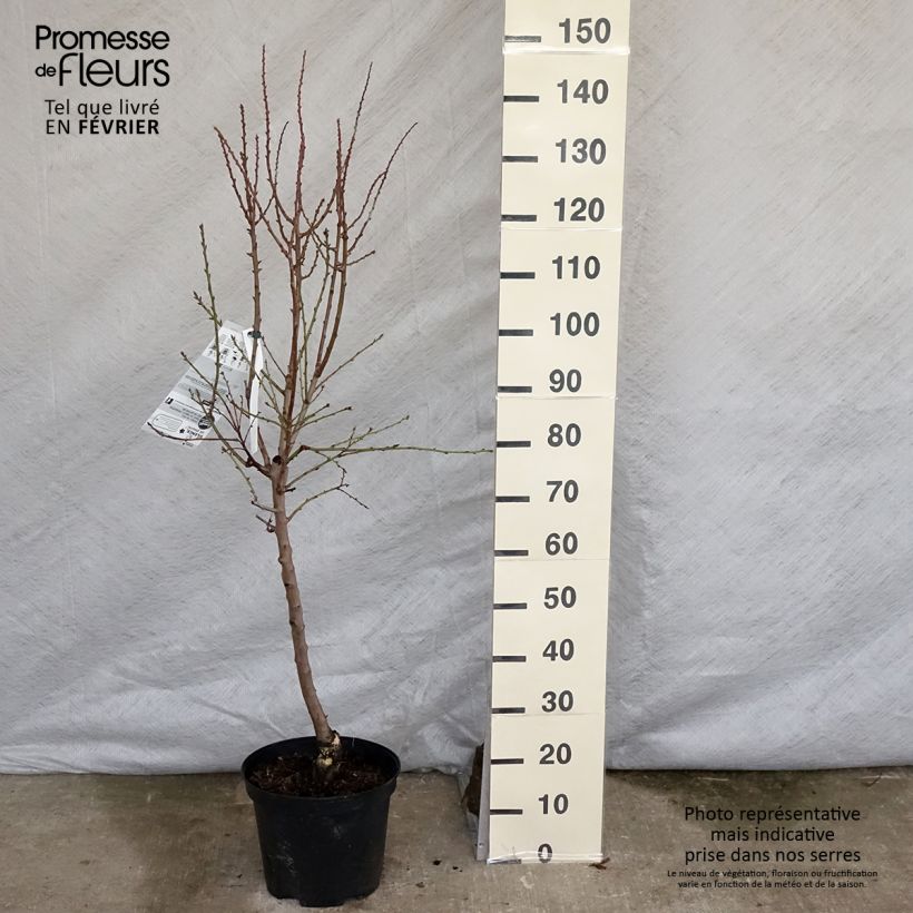 Exemplar von Mandelbaum Texas - Prunus dulcis Topf mit 7,5L/10L, Gobelet-Form wie im Winter geliefert