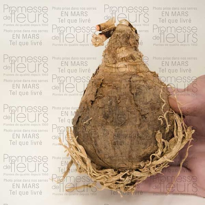Beispiel eines Exemplars von Amarcrinum Howardii Bulbe calibre 20+ wie geliefert