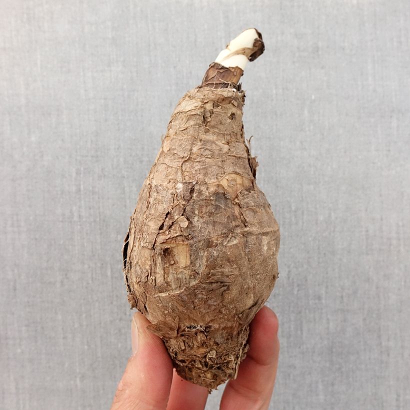 Example of Amaracrinum howardii Zwiebel size 20+ as you get in printemps