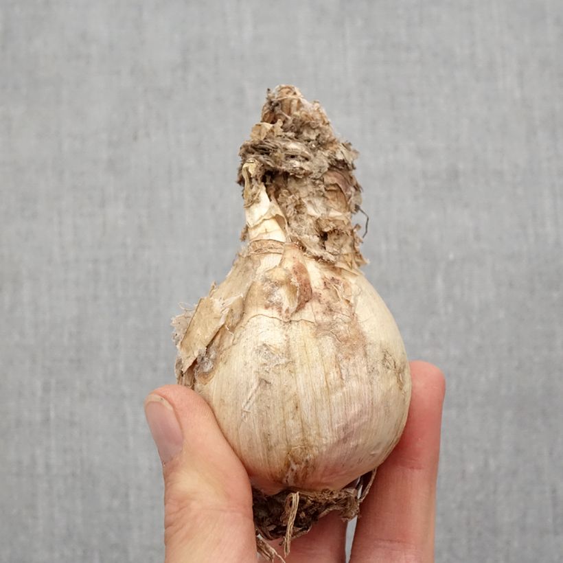 Example of Amarine tubergenii belladiva Aphrodite Zwiebel size 16+ as you get in printemps