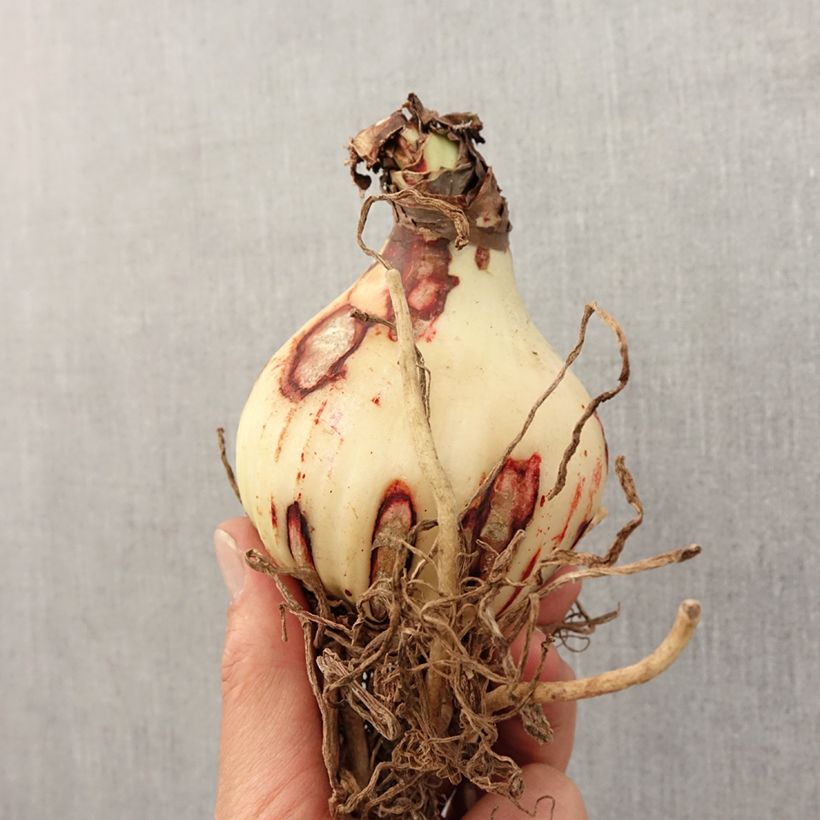 Example of Hippeastrum Amputo - Ritterstern Zwiebel size 30+ as you get in printemps