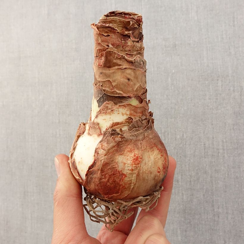 Example of Hippeastrum Apple Blossom - Ritterstern Zwiebel size 30/32 as you get in printemps
