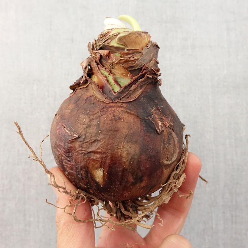 Example of Hippeastrum Daphne - Ritterstern Zwiebel size 30/32 as you get in printemps