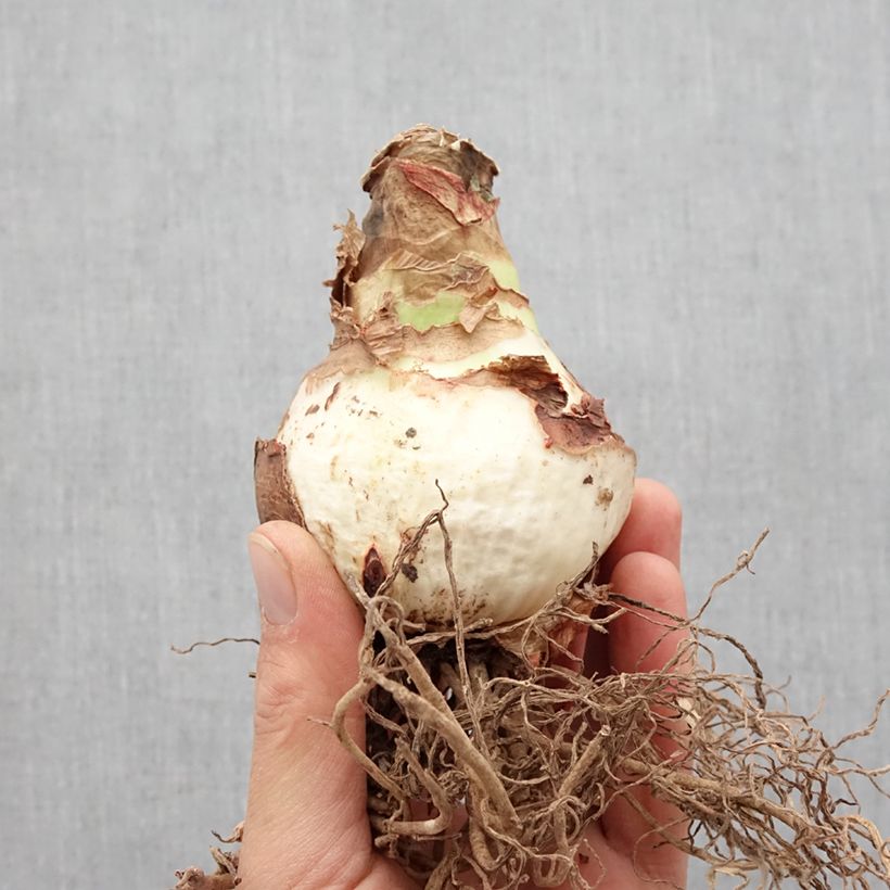 Example of Hippeastrum Double Record - Ritterstern Zwiebel size 36+ as you get in printemps