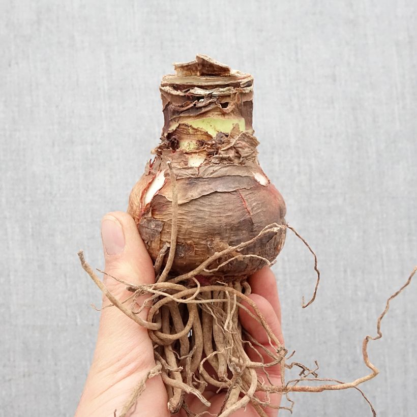 Exemplar von Amaryllis double Elvas Bulbe calibre 26/28 wie im Frühjahr geliefert