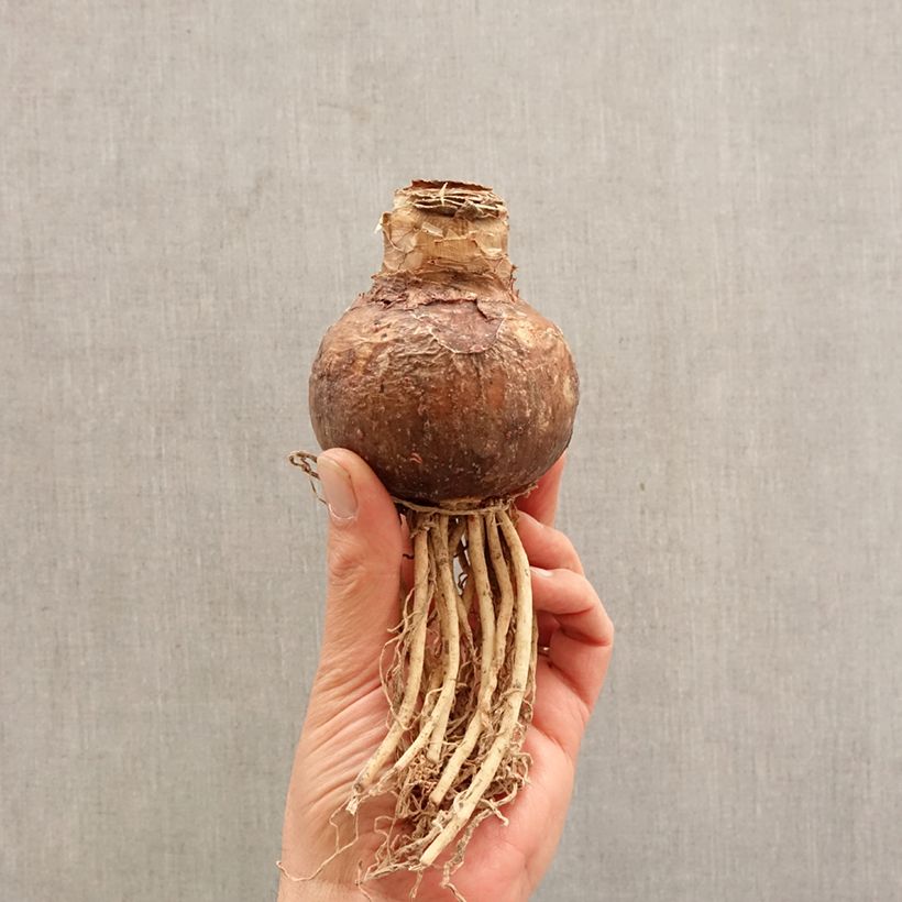 Exemplar von Hippeastrum Evergreen - Ritterstern Zwiebel Kaliber/Größe 30/32 wie im Frühjahr geliefert