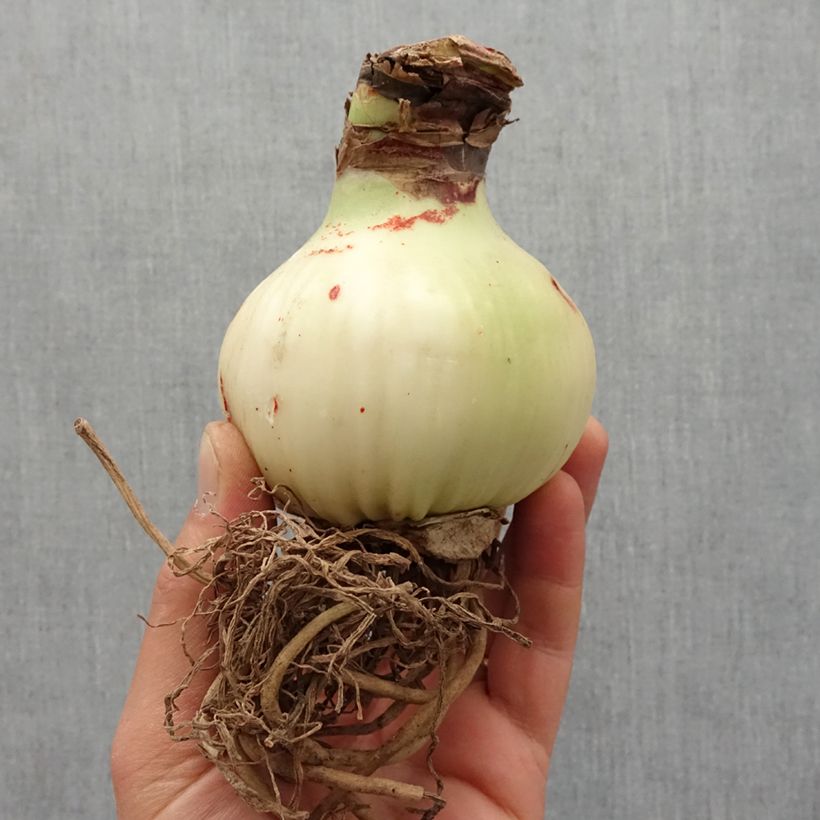 Example of Hippeastrum Magic Green - Ritterstern Zwiebel size 30/32 as you get in printemps