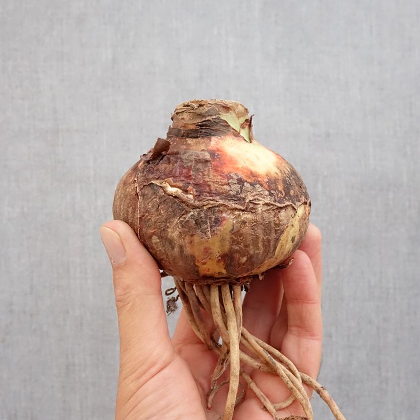 Exemplar von Hippeastrum Pink Surprise - Ritterstern Zwiebel Kaliber/Größe 20+ wie im Herbst geliefert