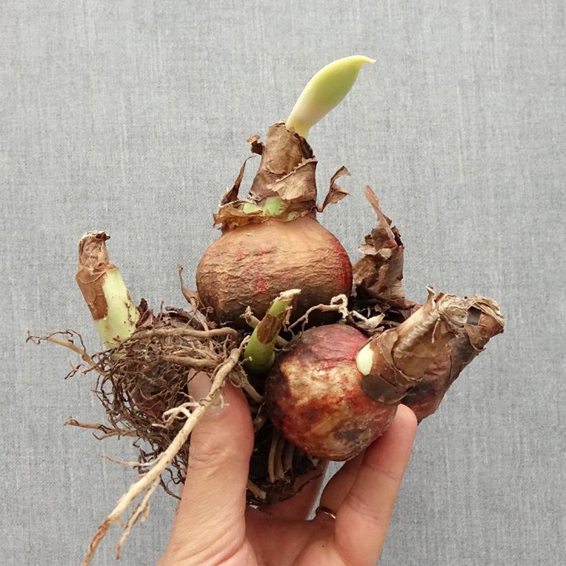 Example of Hippeastrum White Garden - Ritterstern Zwiebel size I as you get in printemps