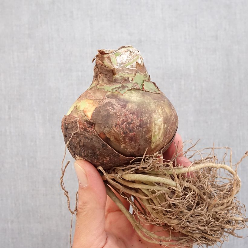 Exemplar von HIppeastrum Cybister Quito - Ritterstern Zwiebel Kaliber/Größe 24/26 wie im Herbst geliefert