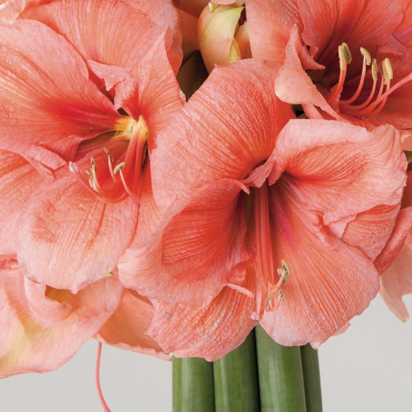 Hippeastrum Rilona - Ritterstern (Flowering)