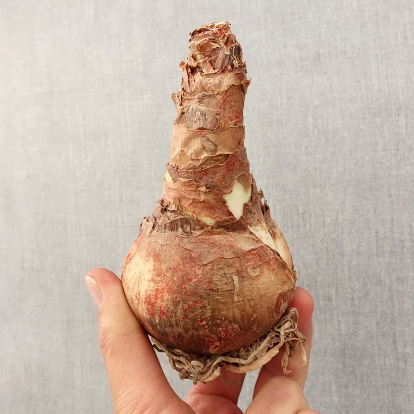 Example of Hippeastrum Rose Cybister - Ritterstern Zwiebel size 30/32 as you get in printemps