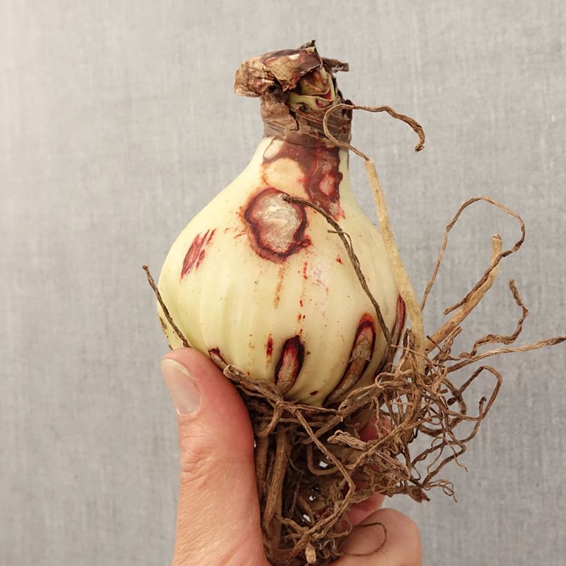 Example of Hippeastrum Rosy Star - Ritterstern Zwiebel size 28/30 as you get in printemps