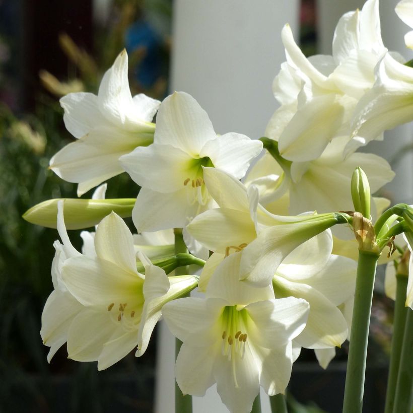 Hippeastrum sonatini Sonatini White Rascal - Ritterstern (Flowering)