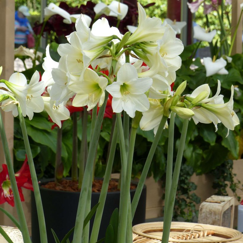 Hippeastrum sonatini Sonatini White Rascal - Ritterstern (Plant habit)