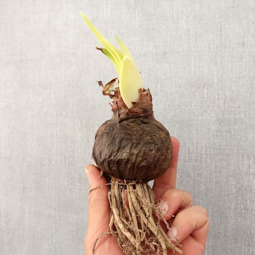 Example of Hippeastrum Sumatra - Ritterstern Zwiebel size 26/28 as you get in printemps