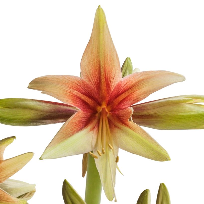 Hippeastrum Wild Amazone - Ritterstern (Flowering)