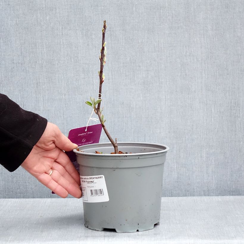 Exemplar von Erlenblättrige Felsenbirne GreatBerry Aroma - Amelanchier alnifolia Topf mit 3L/4L wie im Frühjahr geliefert