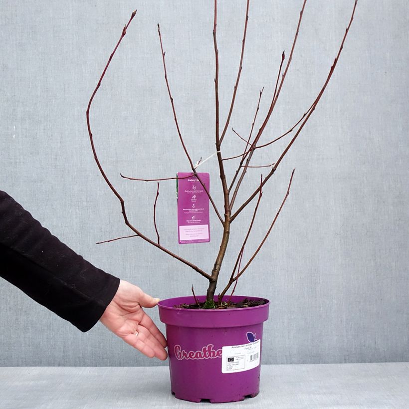 Example of Erlenblättrige Felsenbirne GreatBerry Farm - Amelanchier alnifolia Topf mit 3L/4L as you get in hiver