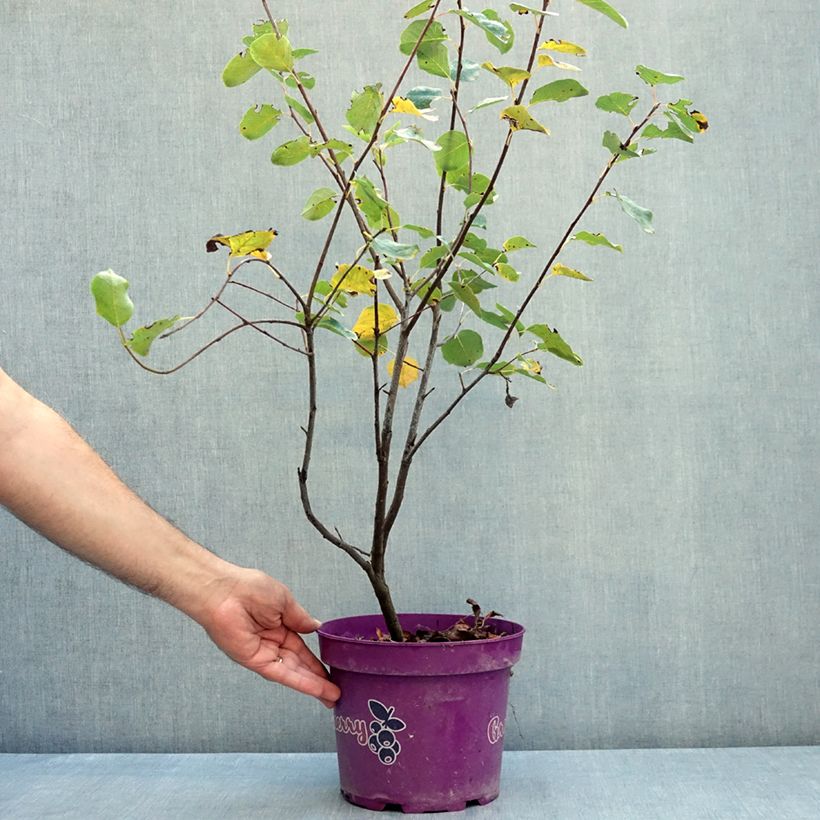 Exemplar von Erlenblättrige Felsenbirne GreatBerry Fruity - Amelanchier alnifolia Topf mit 4L/5L wie im Sommer geliefert