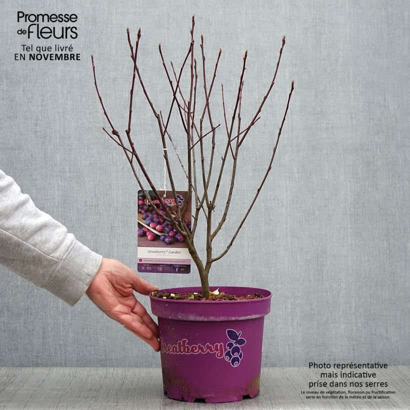 Example of Erlenblättrige Felsenbirne Greatberry Garden - Amelanchier alnifolia Topf mit 3L/4L, Strauch/Busch, mehrstämmig as you get in automne