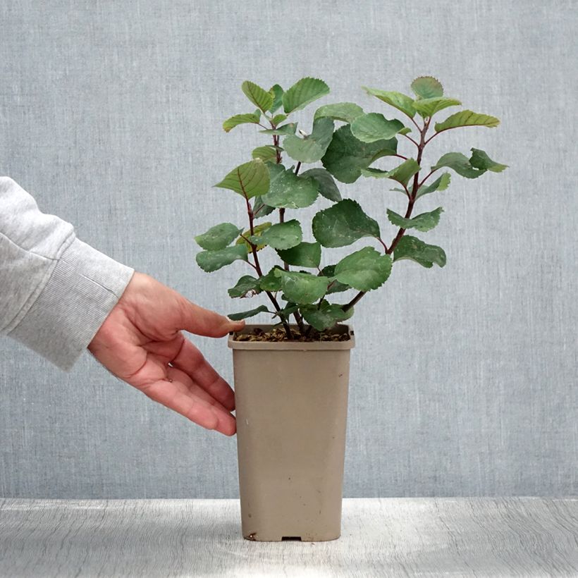 Example of Erlenblättrige Felsenbirne Martin - Amelanchier alnifolia Topf mit 1,5L/2L, Strauch/Busch, mehrstämmig as you get in ete
