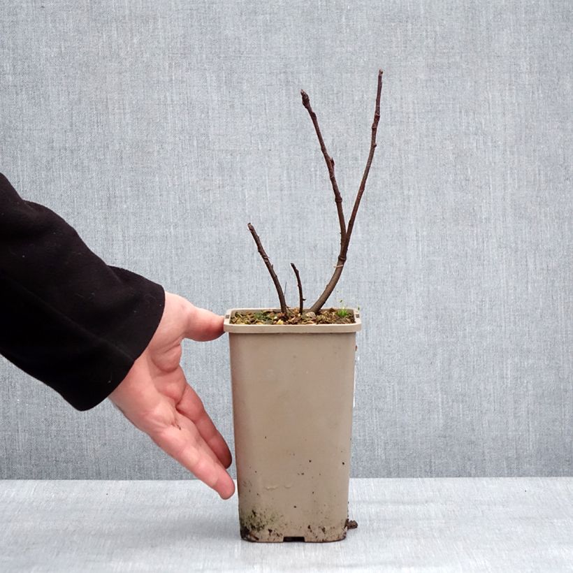 Exemplar von Erlenblättrige Felsenbirne Martin - Amelanchier alnifolia Topf mit 1,5L/2L, Strauch/Busch, mehrstämmig wie im Winter geliefert