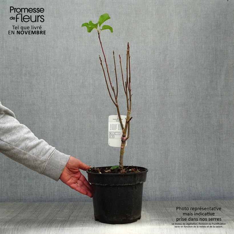 Example of Amelanchier alnifolia Obelisk - Erlenblättrige Felsenbirne Topf mit 3L/4L as you get in automne
