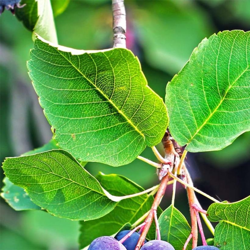 Erlenblättrige Felsenbirne Saskatoon Berry - Amelanchier alnifolia (Foliage)