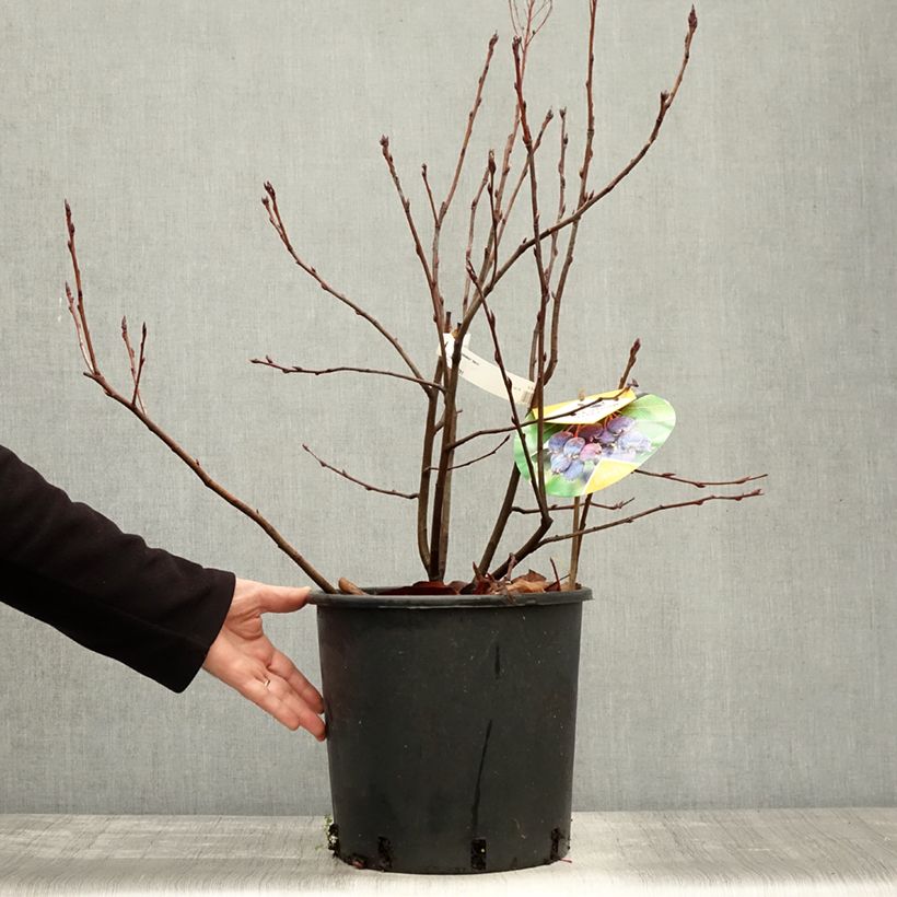 Example of Erlenblättrige Felsenbirne Saskatoon Berry - Amelanchier alnifolia Topf mit 12L/15L as you get in automne