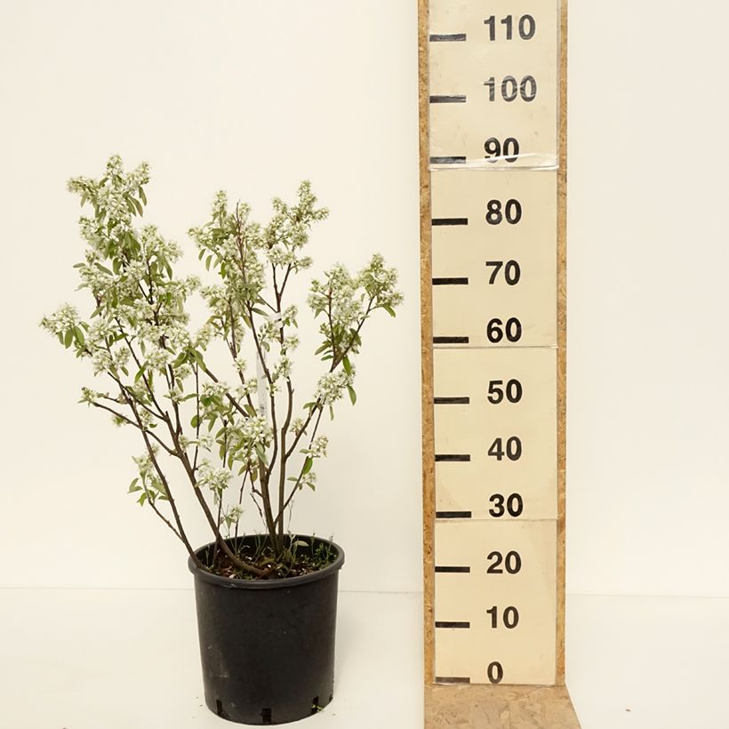 Exemplar von Erlenblättrige Felsenbirne Saskatoon Berry - Amelanchier alnifolia Topf mit 12L/15L wie im Frühjahr geliefert