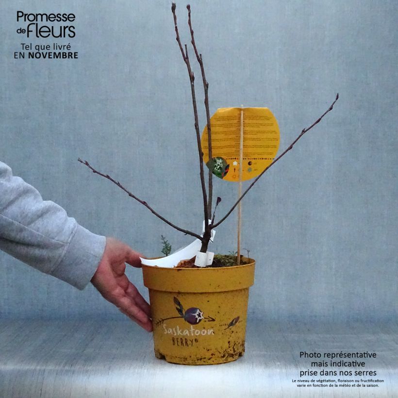 Example of Erlenblättrige Felsenbirne Saskatoon Berry - Amelanchier alnifolia Topf mit 4L/5L as you get in automne